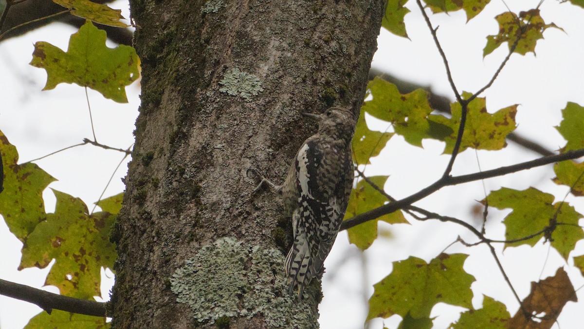 Yellow-bellied Sapsucker - ML643296012