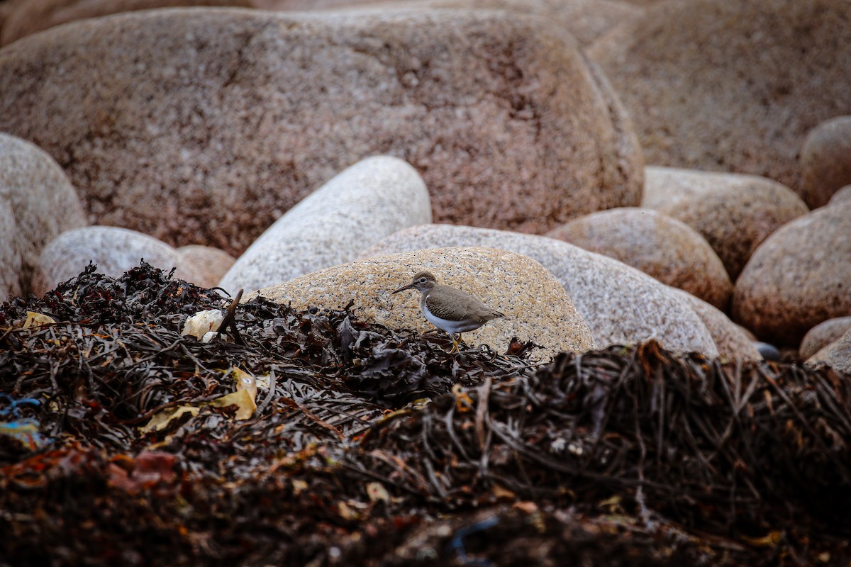 Spotted Sandpiper - ML643296019