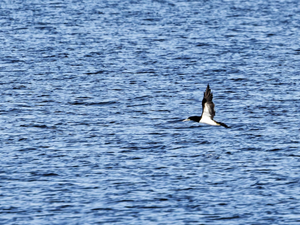 Brown Booby - ML643296020
