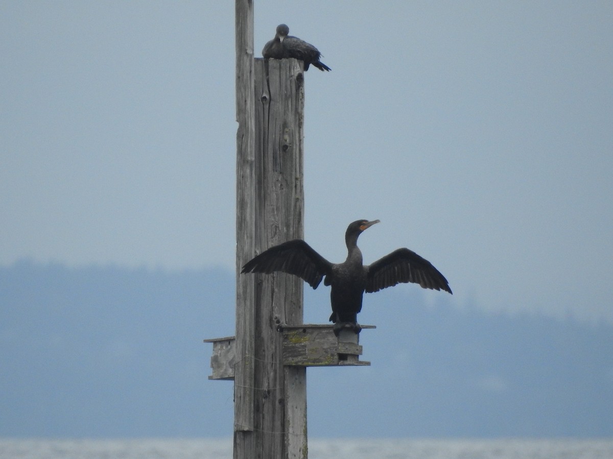 Double-crested Cormorant - ML643296022