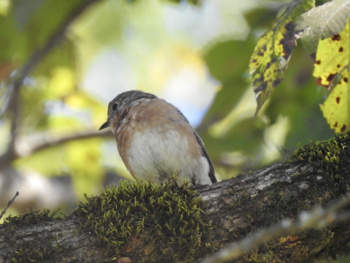 Eastern Bluebird - ML643296023