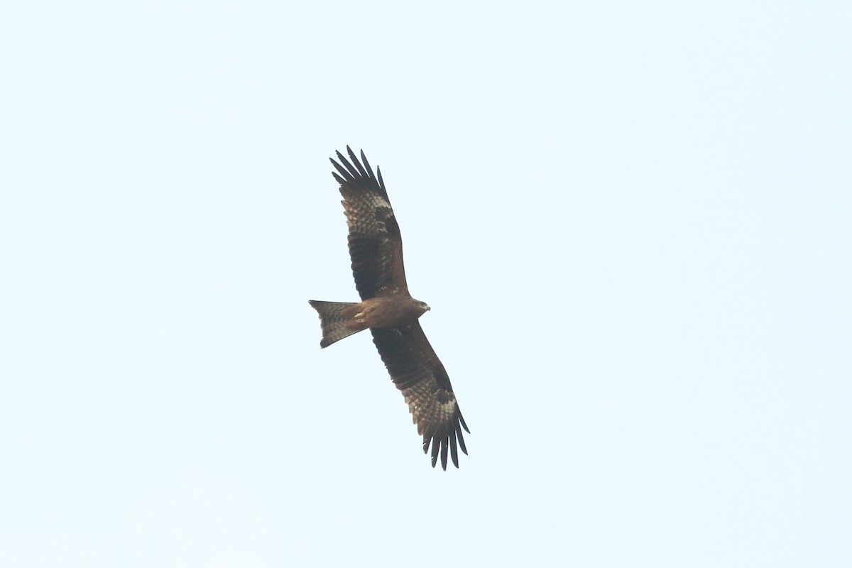 Black Kite - ML643296025
