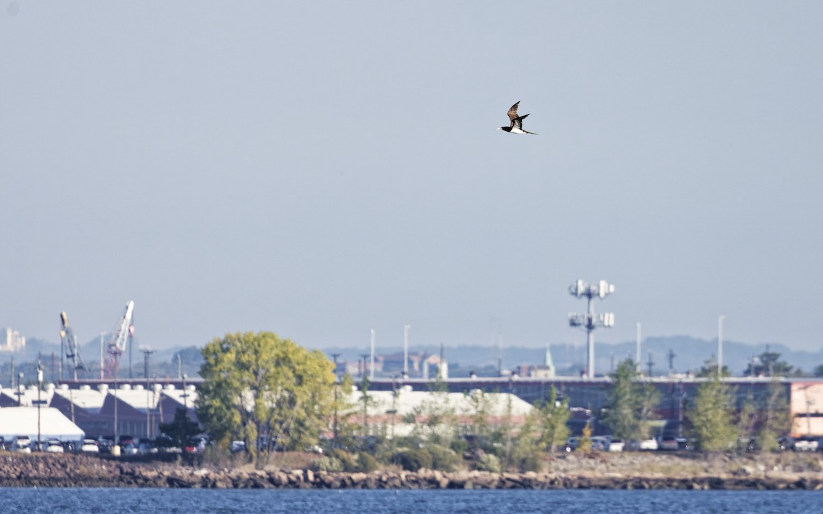 Brown Booby - ML643296026