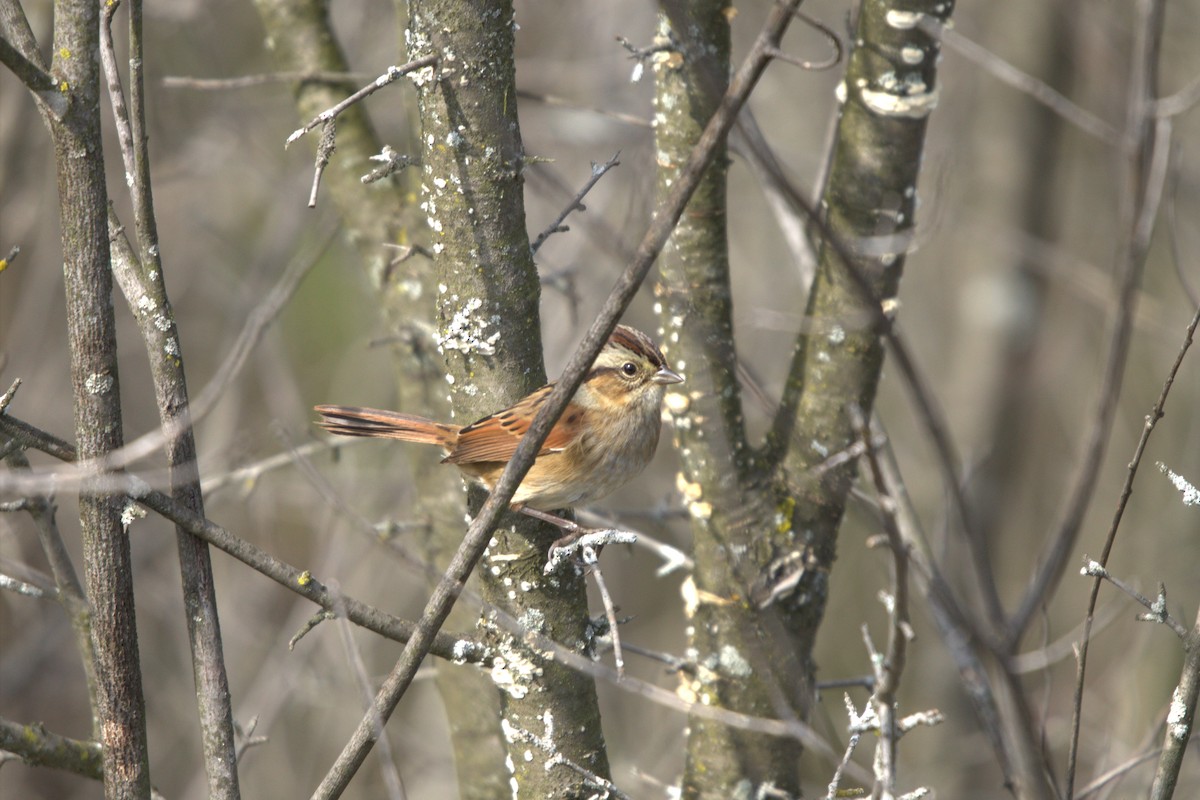 Swamp Sparrow - ML643296027