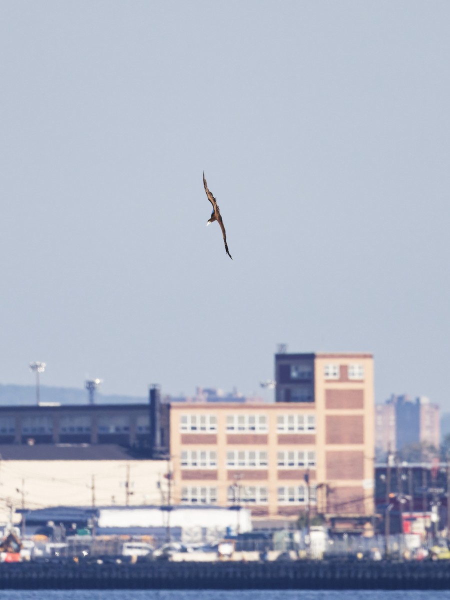 Brown Booby - ML643296028