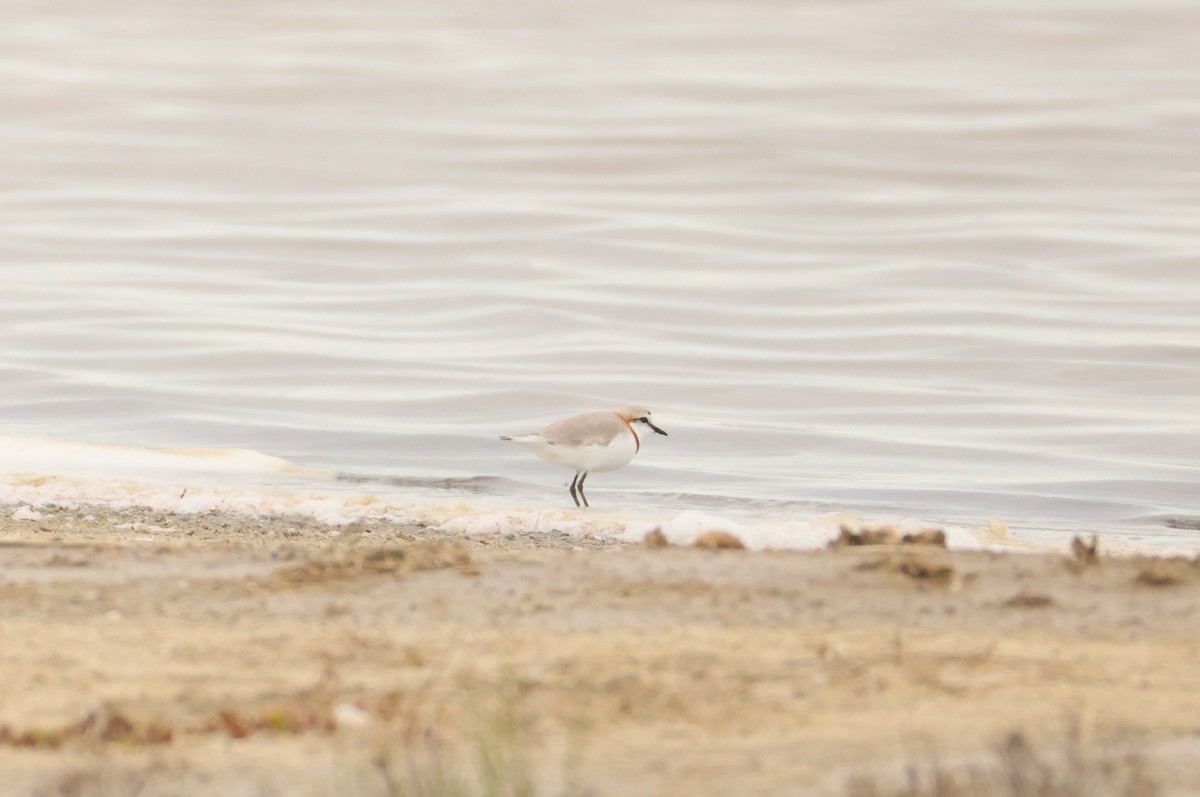 Chestnut-banded Plover - ML643296029