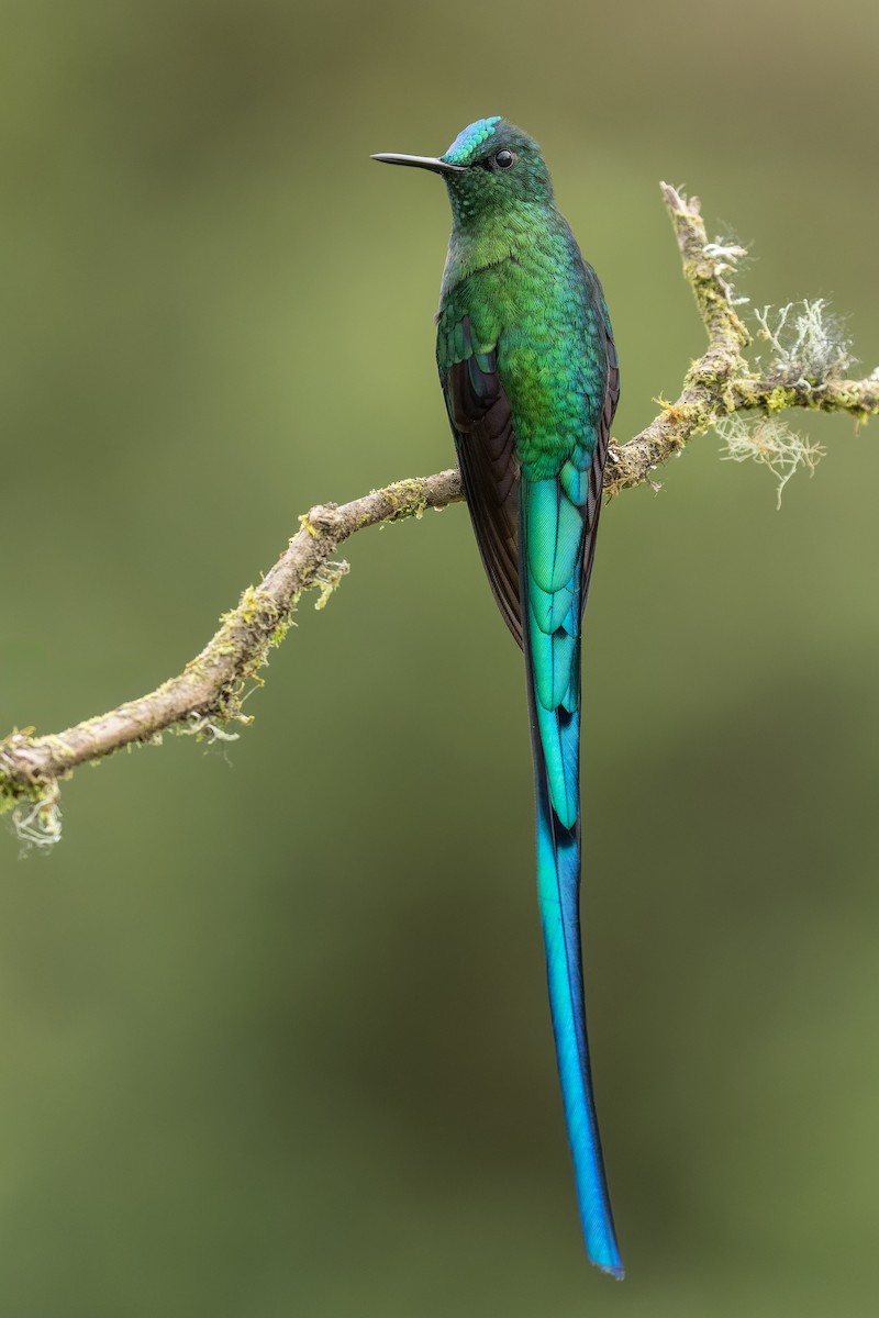Long-tailed Sylph - ML643296030