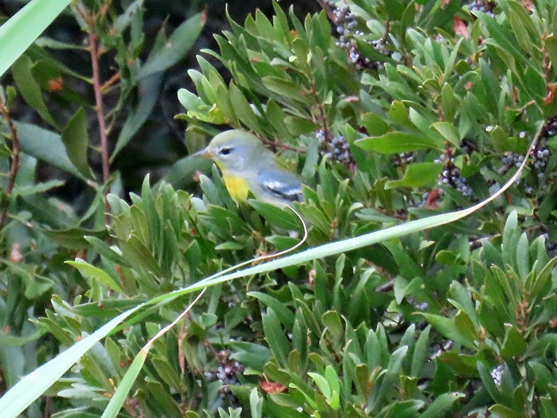 Northern Parula - ML643296031