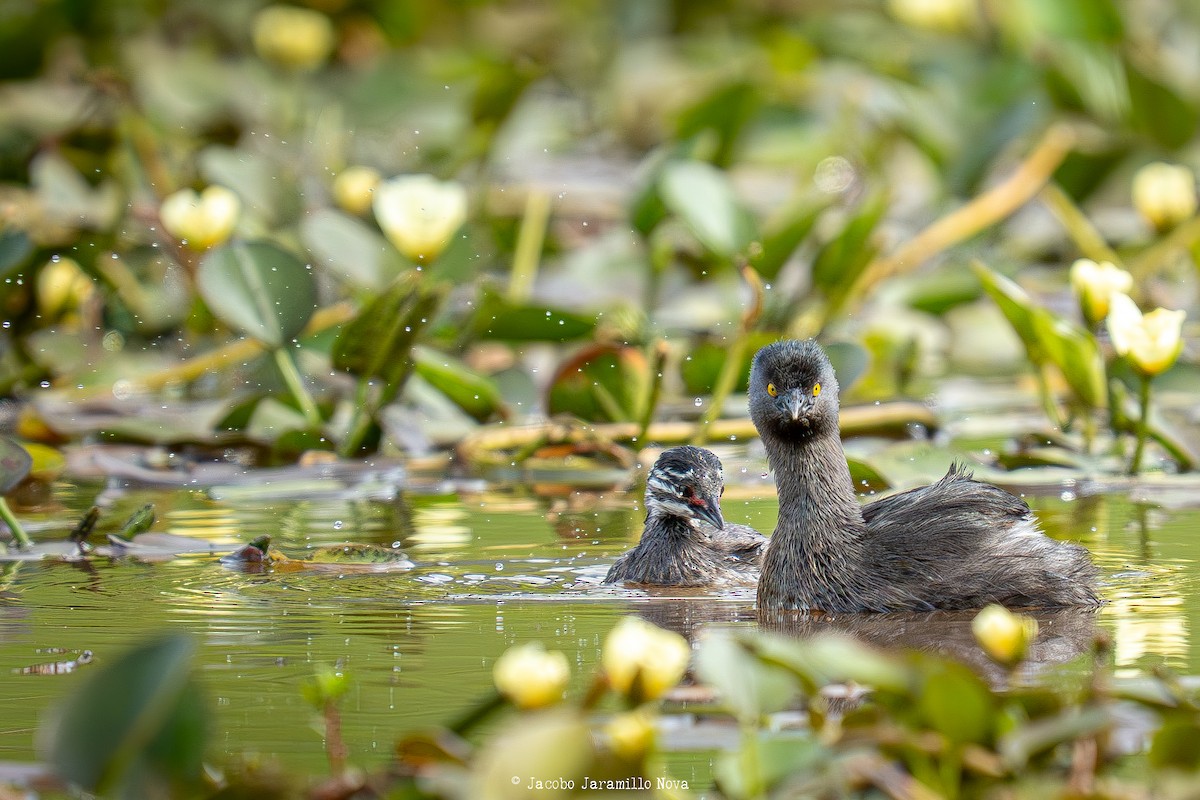 Least Grebe - ML643296034
