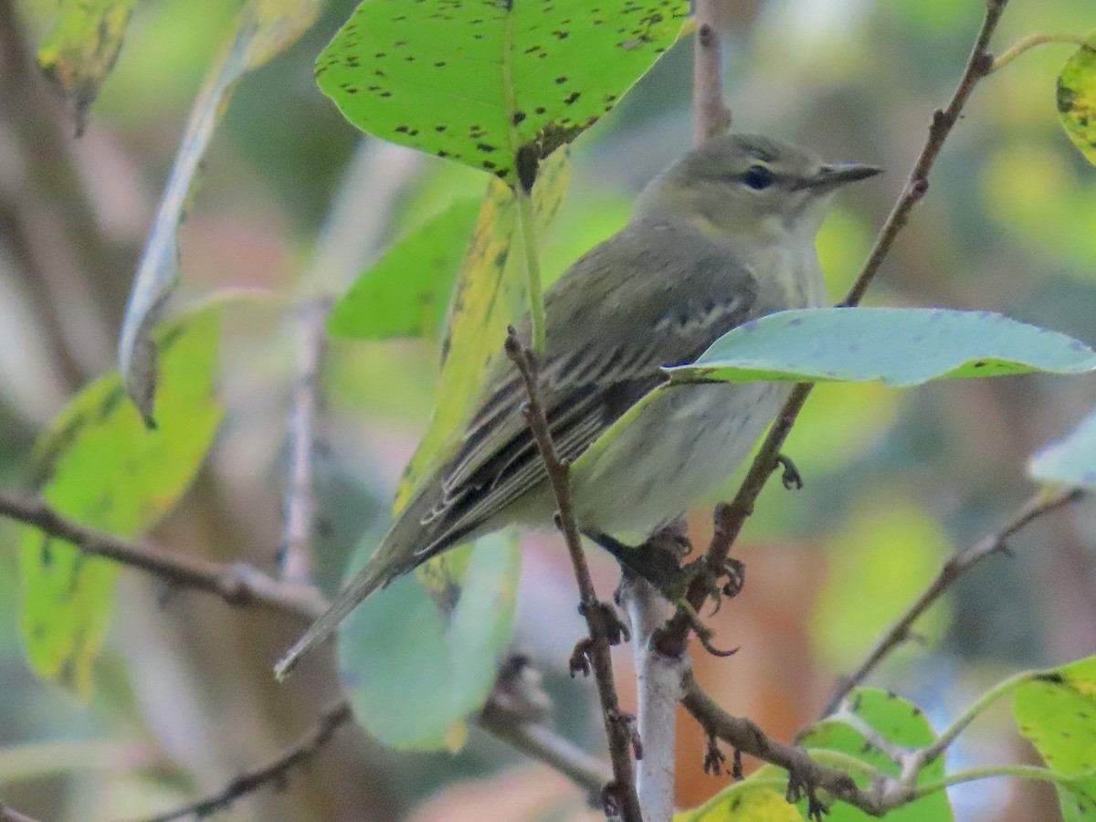 Cape May Warbler - ML643296036
