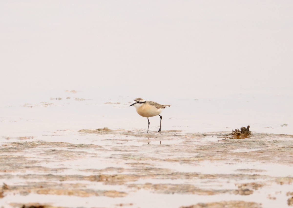 Kittlitz's Plover - ML643296039