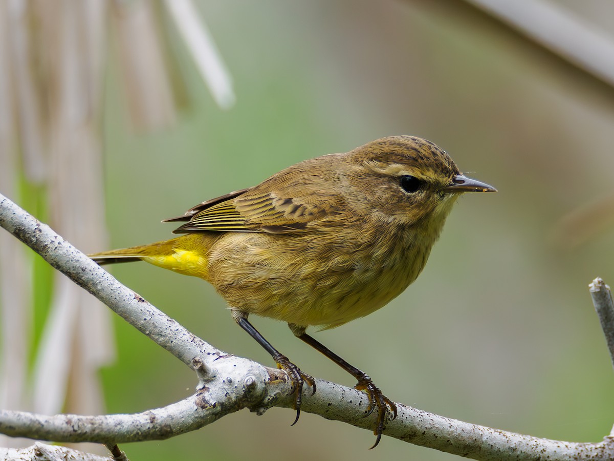 Palm Warbler - ML643296044