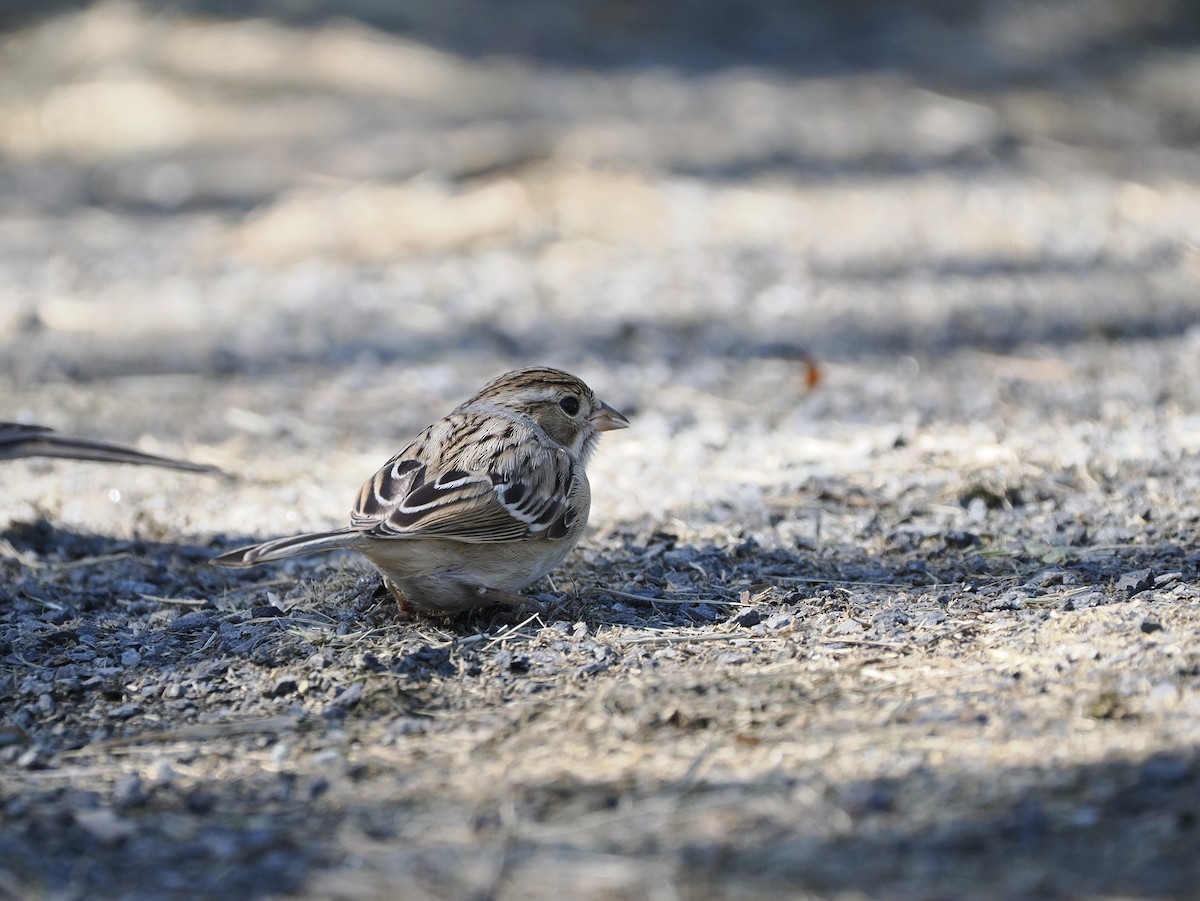 Clay-colored Sparrow - ML643296045