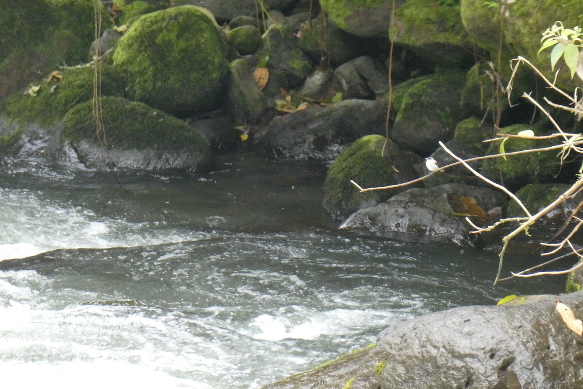Torrent Tyrannulet - ML643296046