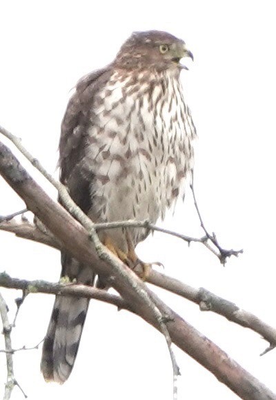 Cooper's Hawk - ML643296049