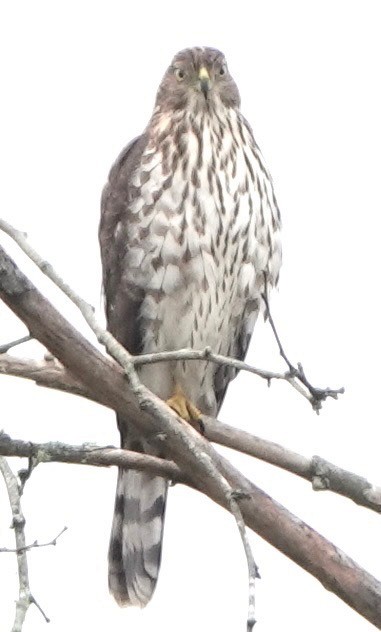 Cooper's Hawk - ML643296050