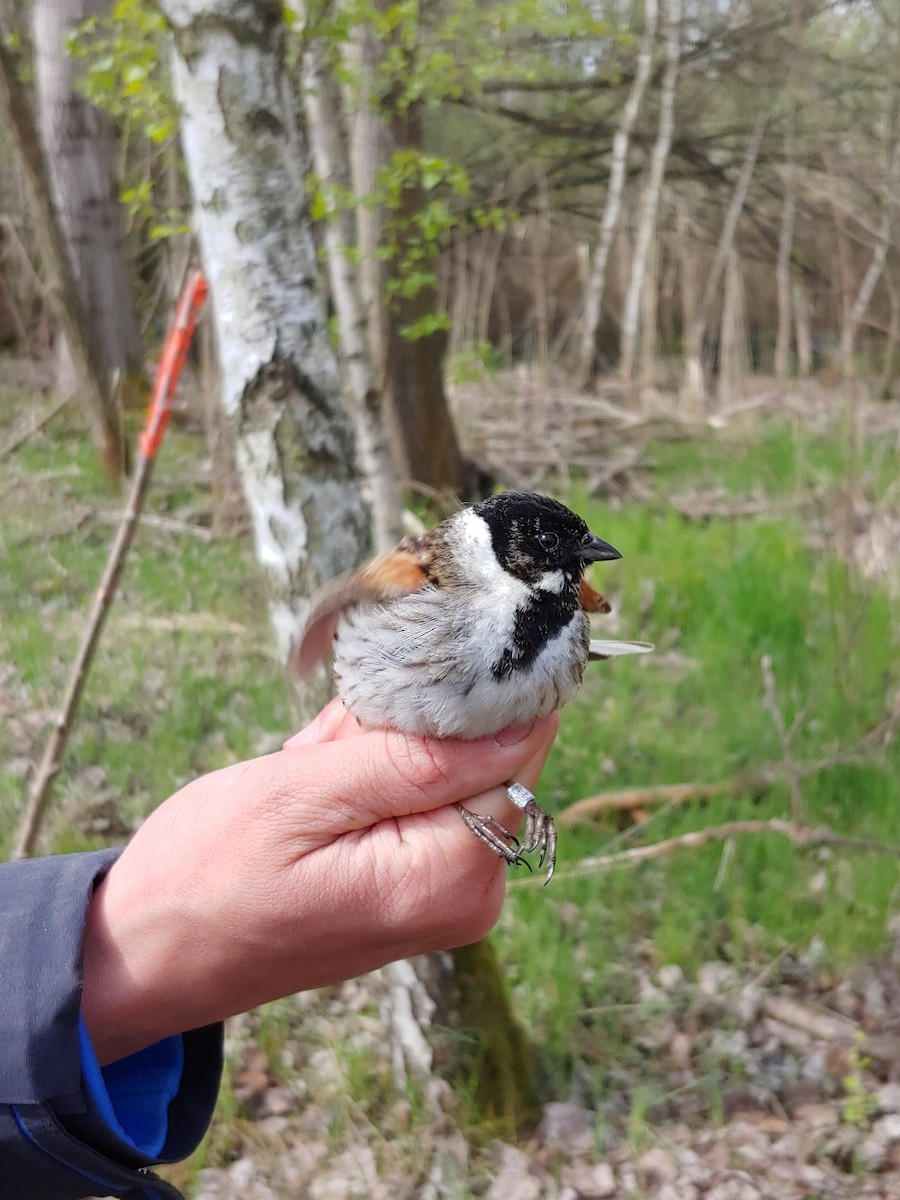 Reed Bunting - ML643296051