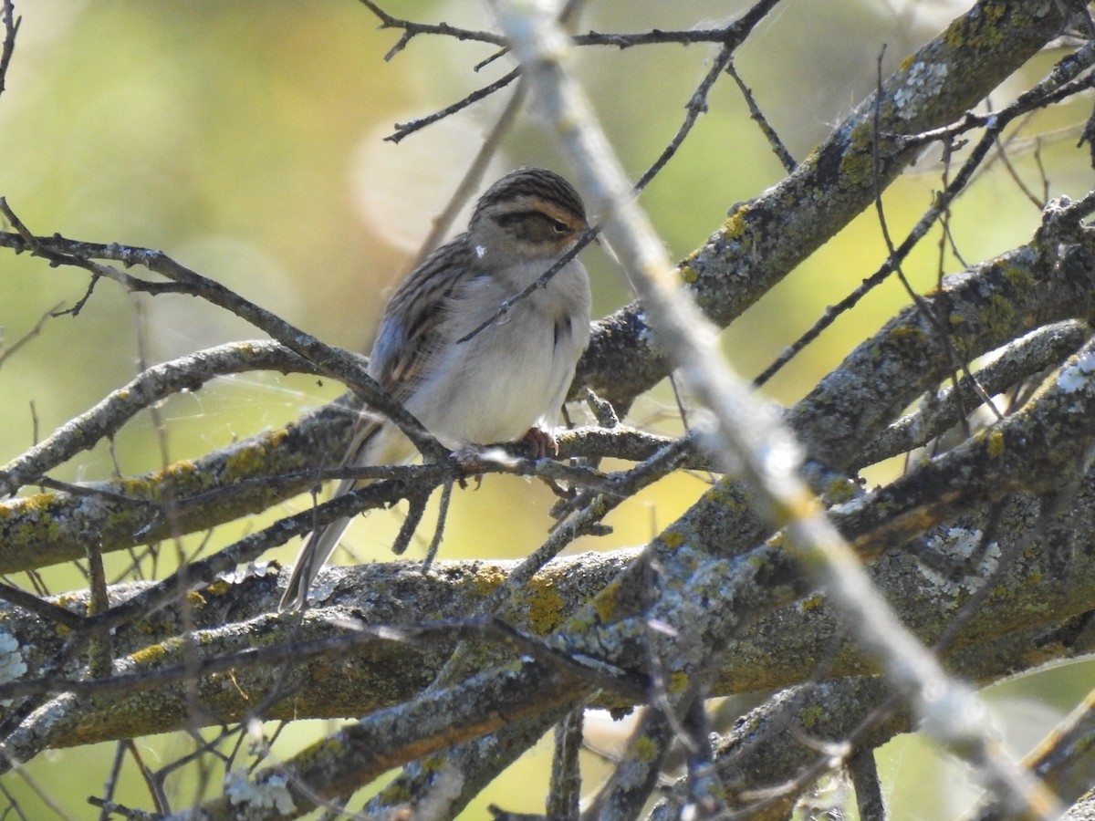 Chipping Sparrow - ML643296054