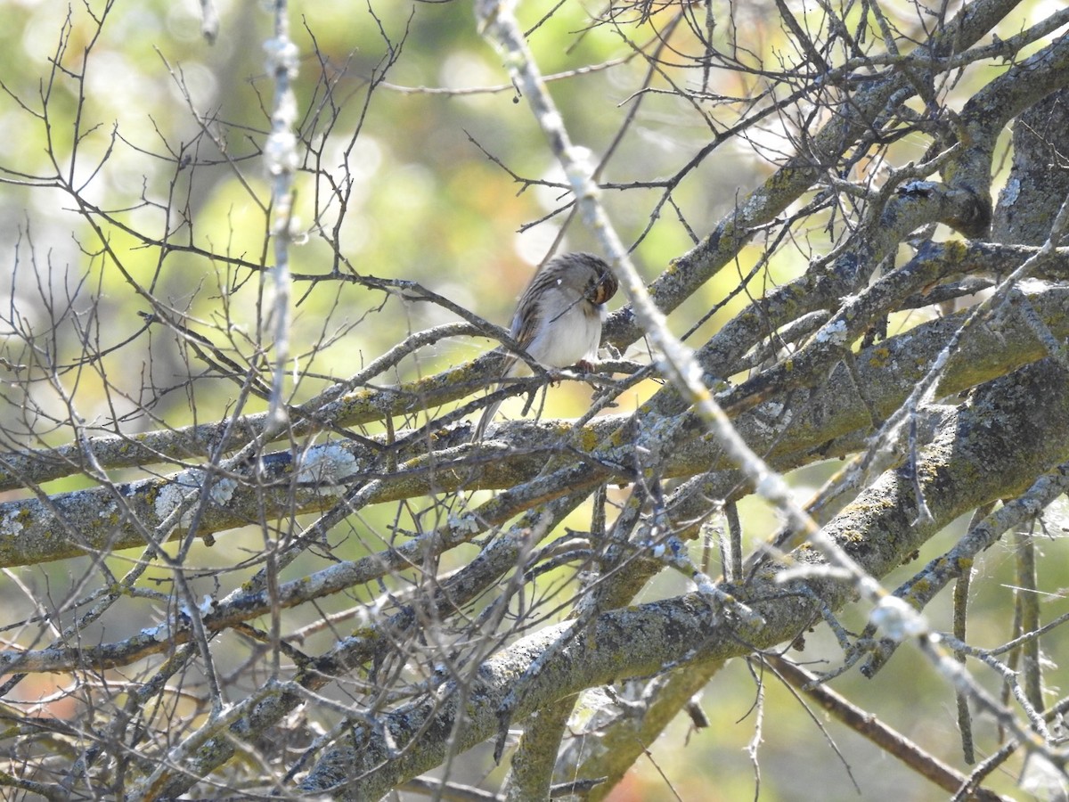 Chipping Sparrow - ML643296055