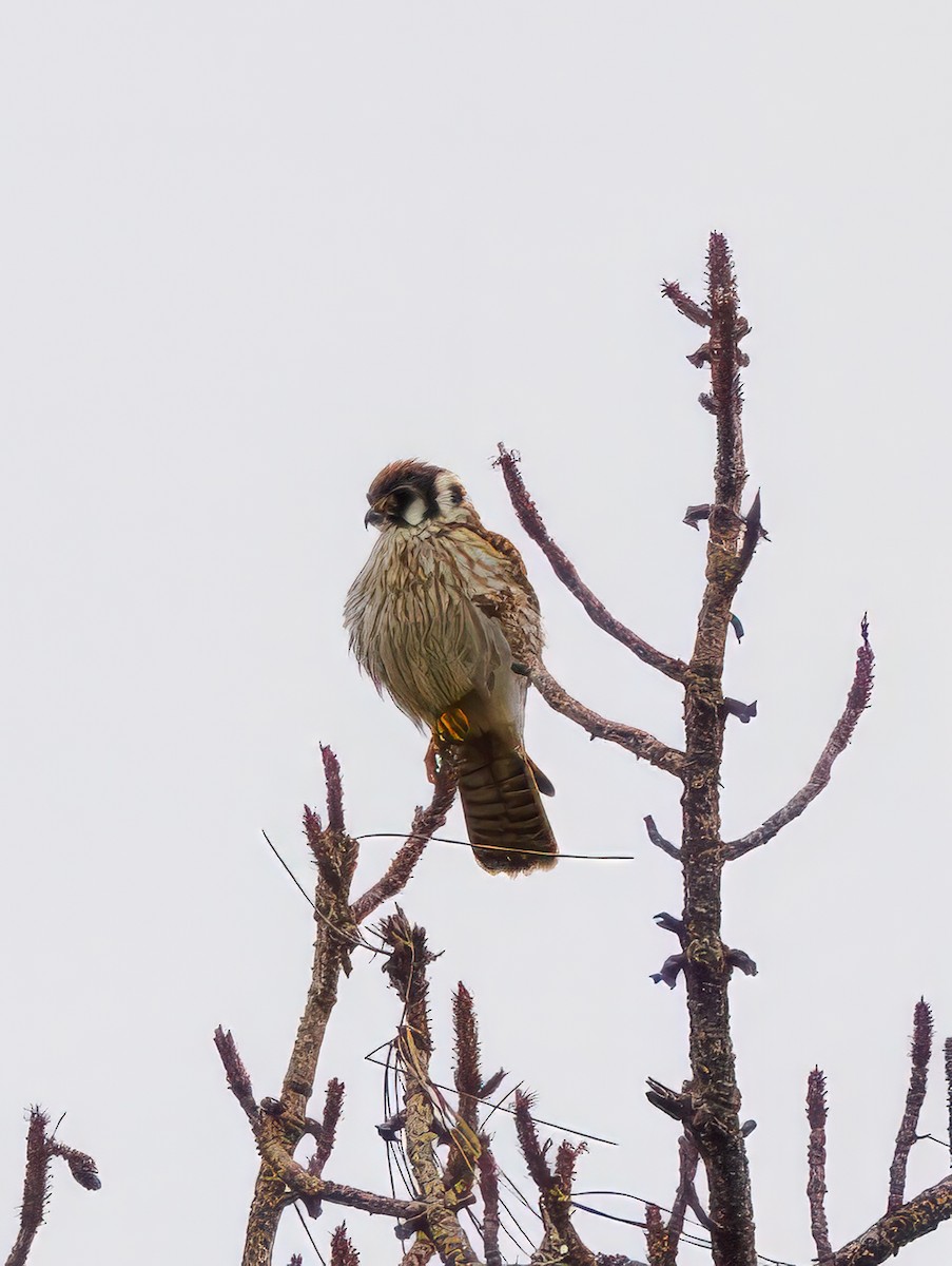 American Kestrel - ML643296056