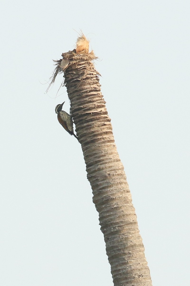 Black-rumped Flameback - ML643296057