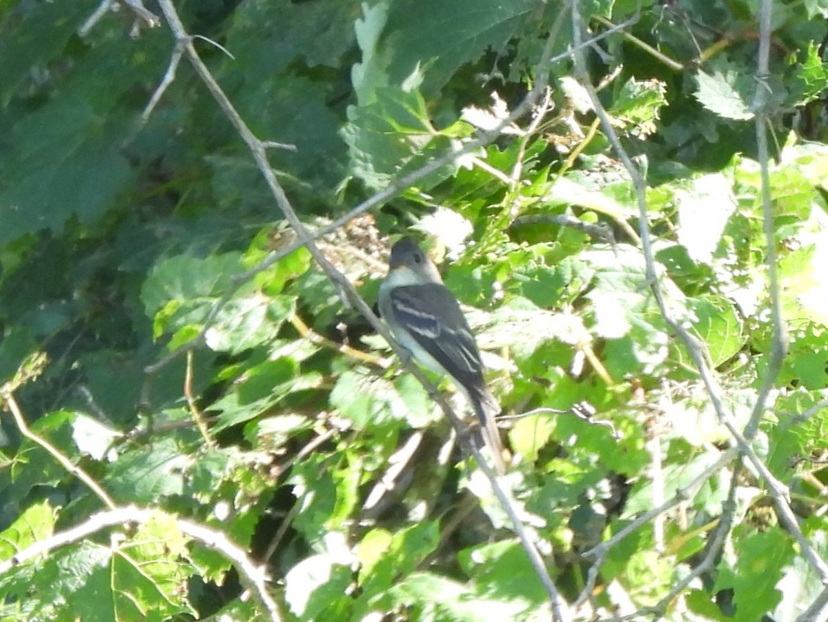 Eastern Wood-Pewee - ML643296060