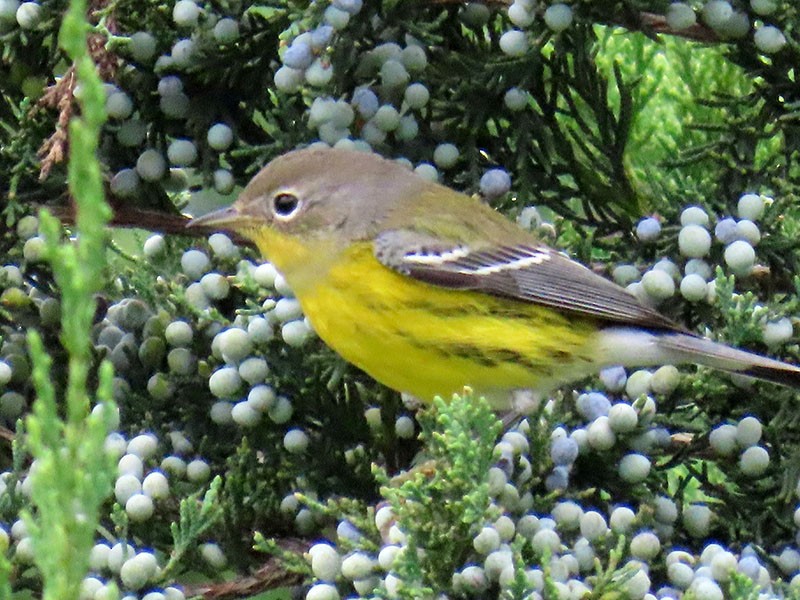 Magnolia Warbler - ML643296062