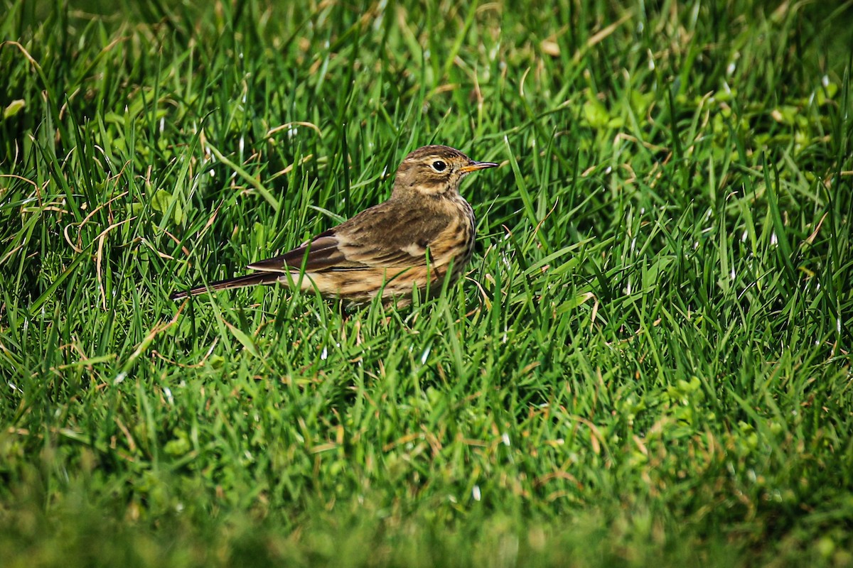 American Pipit - ML643296063