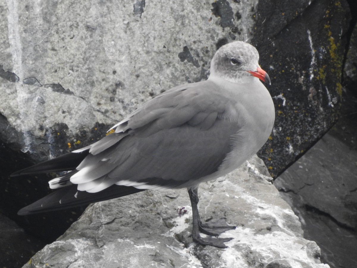 Heermann's Gull - ML643296065