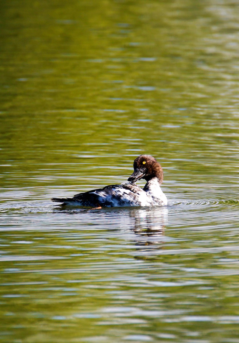 Common Goldeneye - ML643296067