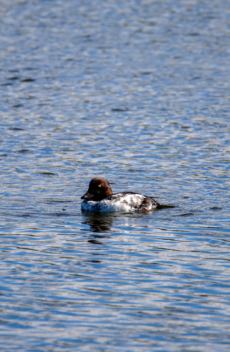 Common Goldeneye - ML643296068