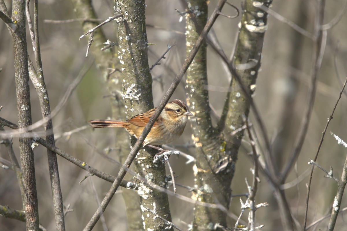 Swamp Sparrow - ML643296069