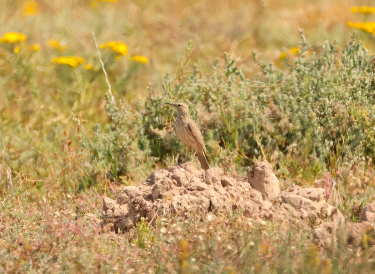 Cape Long-billed Lark - ML643296095