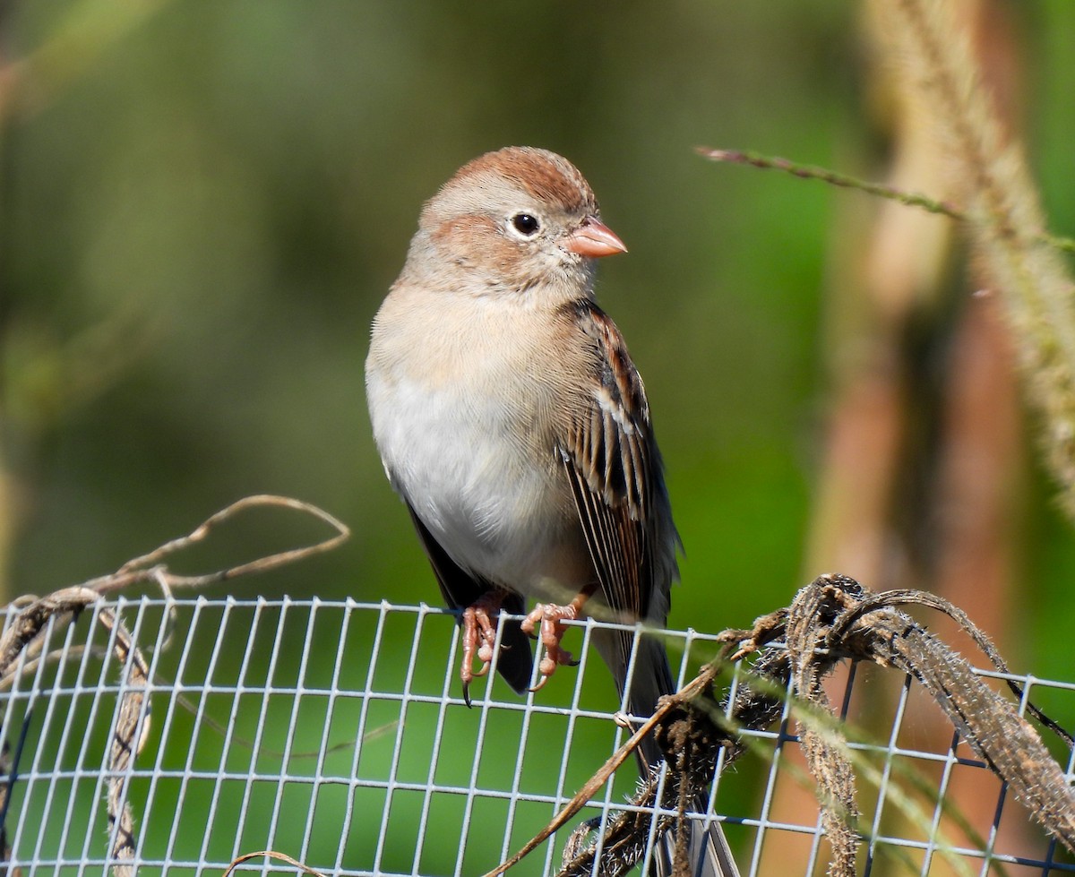 Field Sparrow - ML643296099