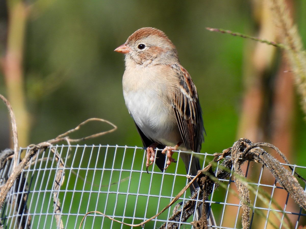 Field Sparrow - ML643296100