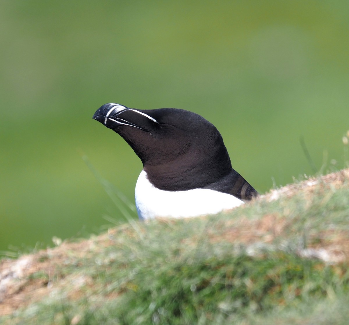 Razorbill - ML643296114
