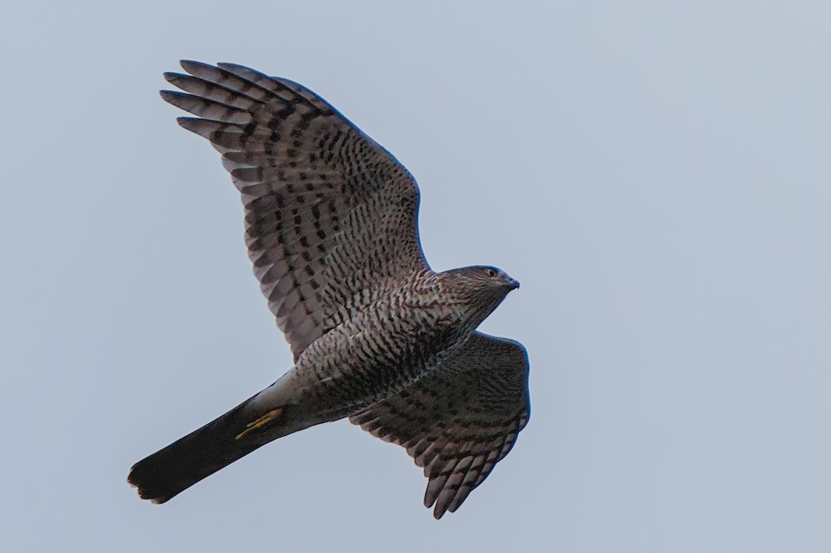 Eurasian Sparrowhawk - ML643296130