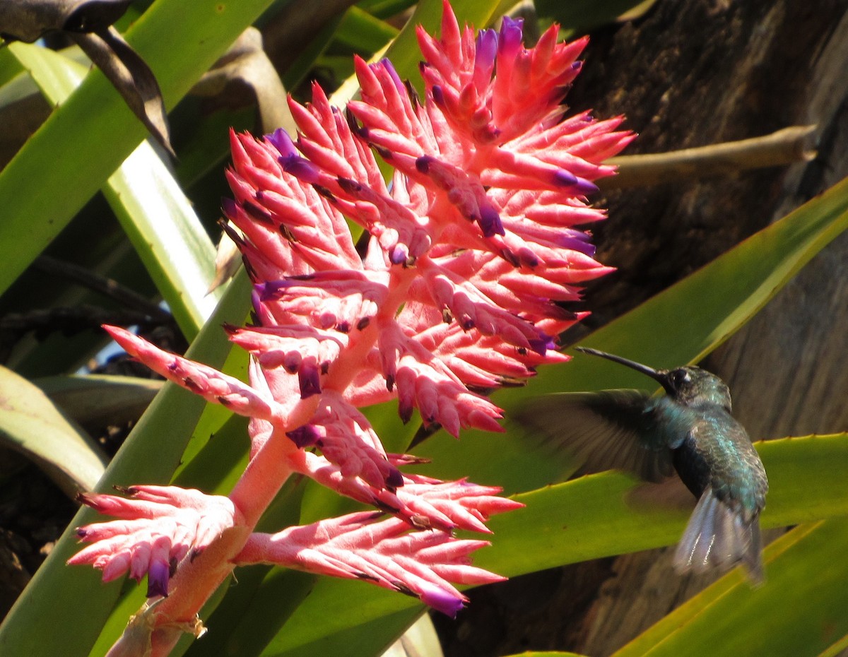 Blue-tufted Starthroat - ML643296150