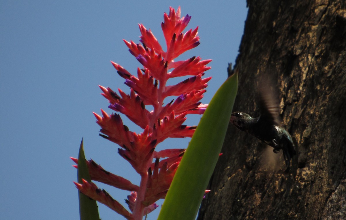 Blue-tufted Starthroat - ML643296151