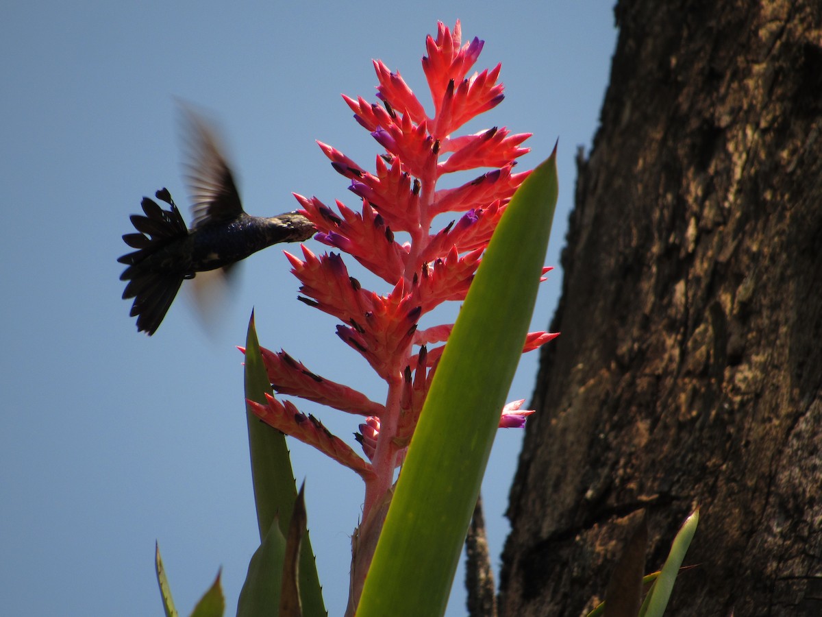 Blue-tufted Starthroat - ML643296152