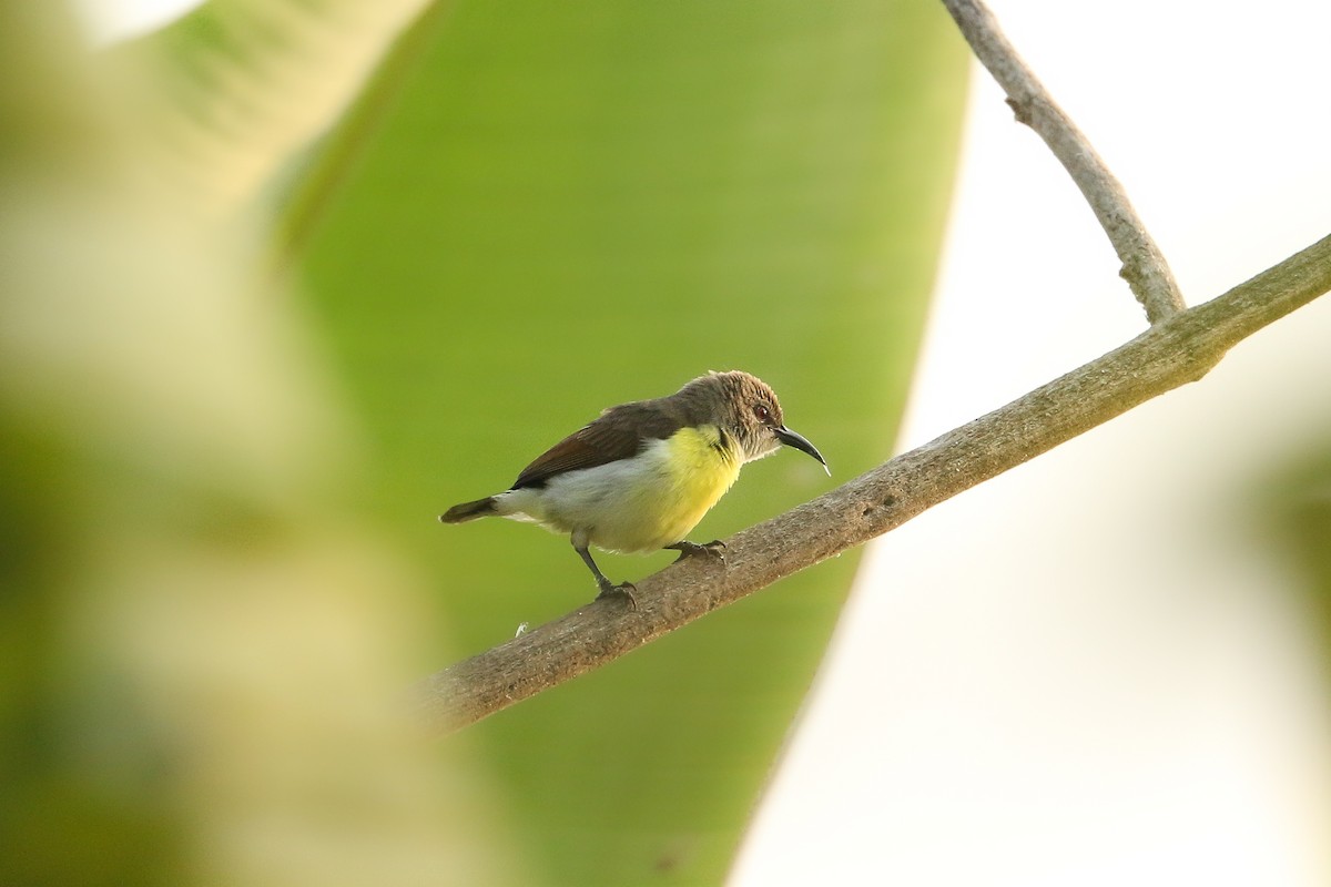 Purple-rumped Sunbird - ML643296155