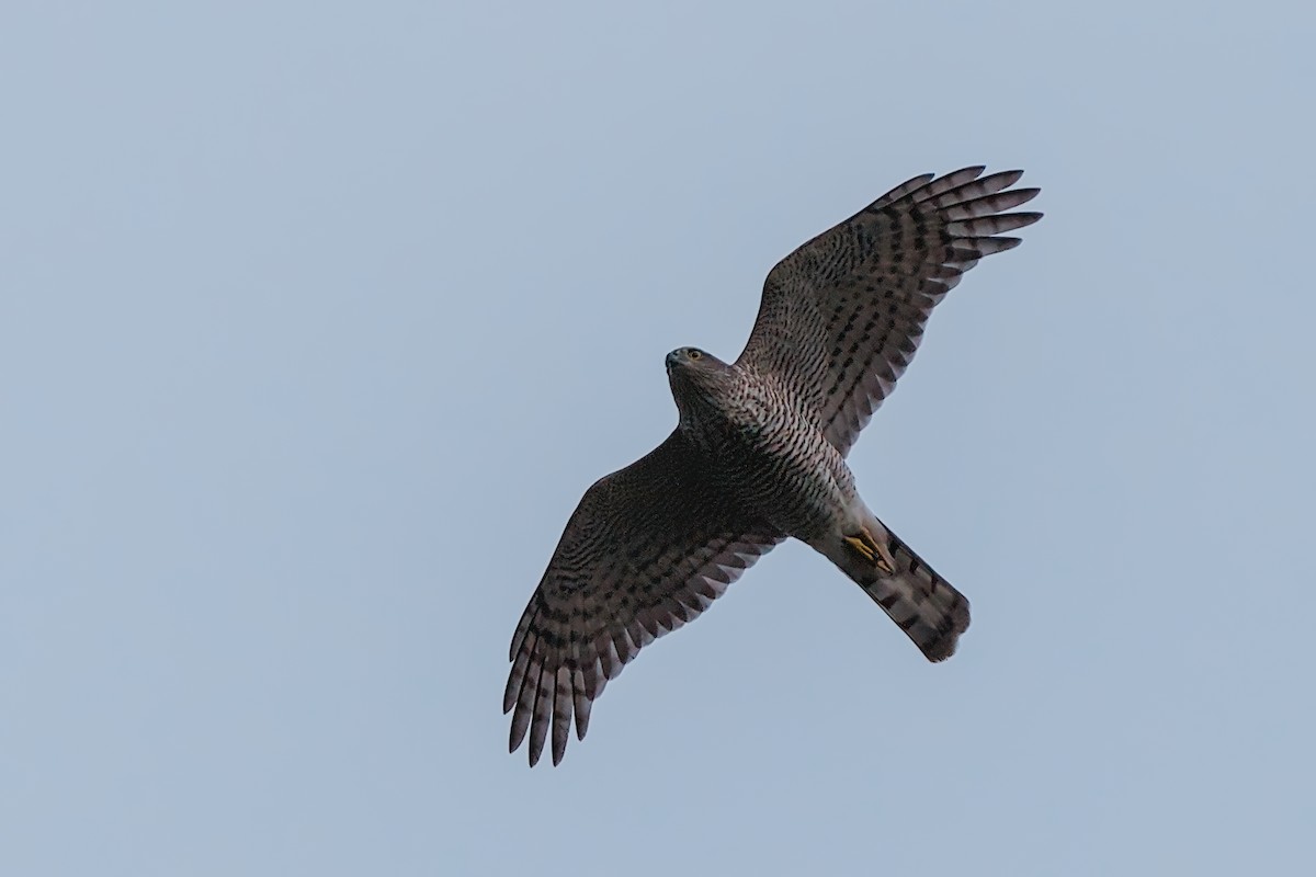 Eurasian Sparrowhawk - ML643296173