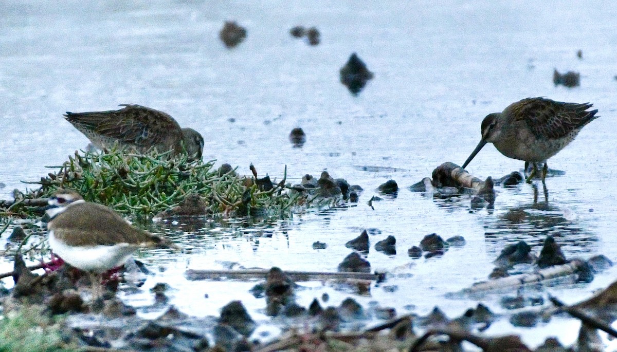 Long-billed Dowitcher - ML643296174