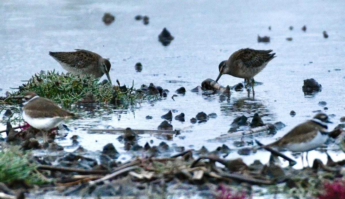 Long-billed Dowitcher - ML643296175