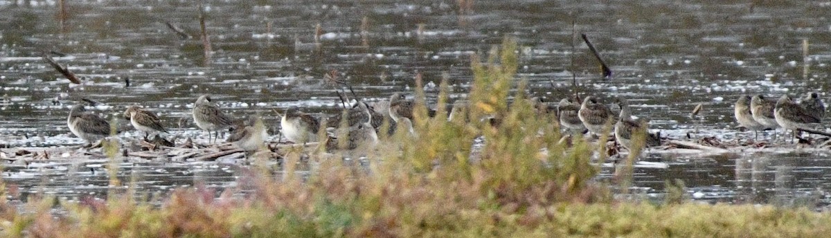 Long-billed Dowitcher - ML643296176