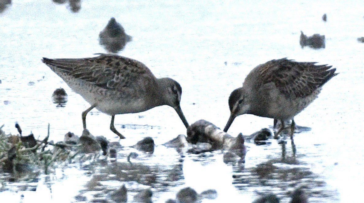 Long-billed Dowitcher - ML643296177