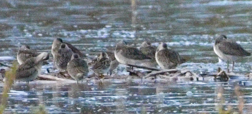 Long-billed Dowitcher - ML643296178