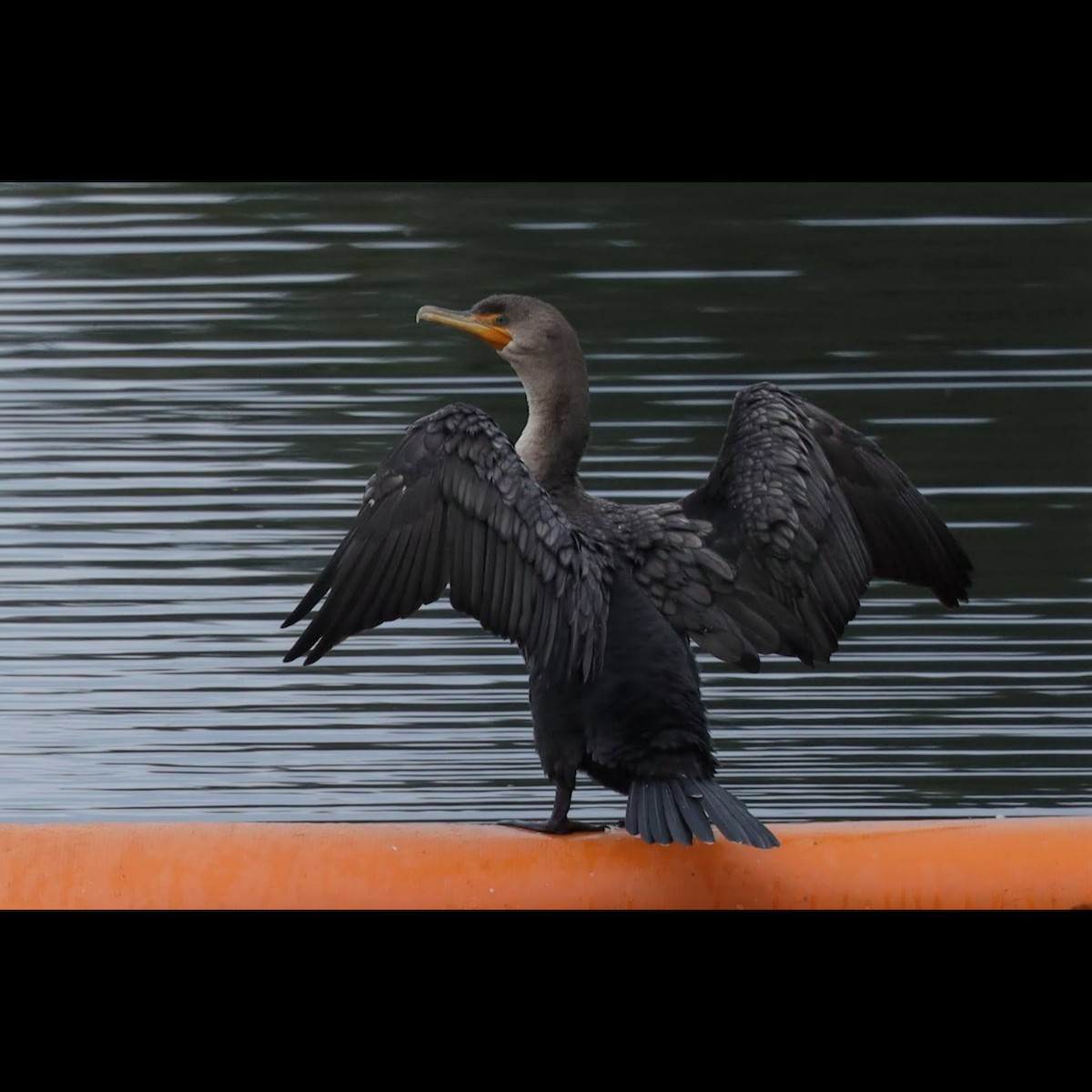 Double-crested Cormorant - ML643296183