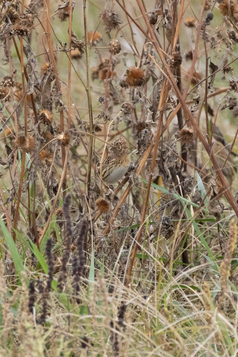LeConte's Sparrow - ML643296196