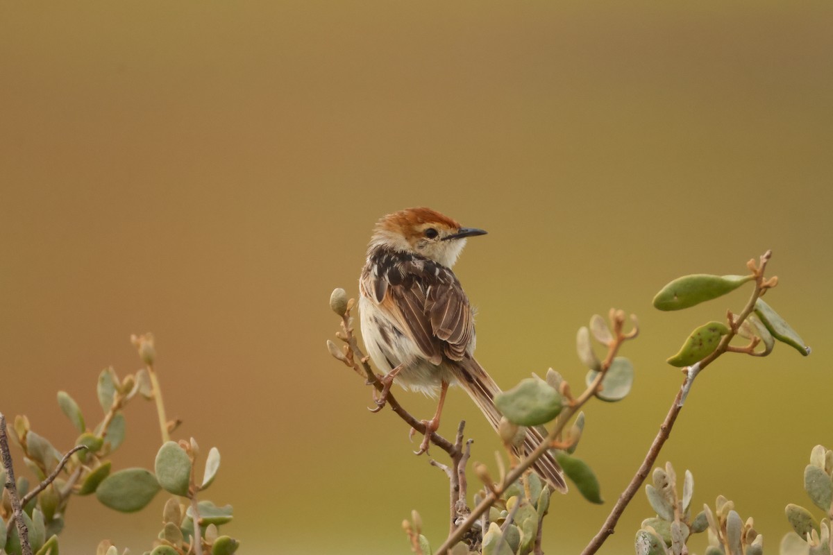 Levaillant's Cisticola - ML643296203